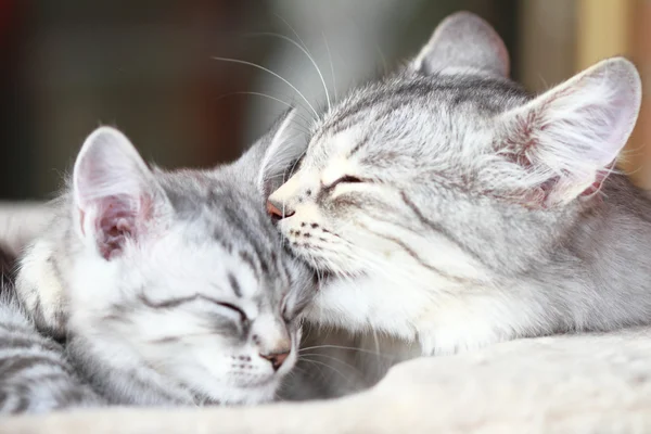 Prata gatos, mãe e filha — Fotografia de Stock