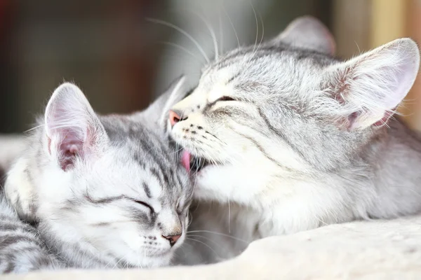 Srebrne koty, mama i córka — Zdjęcie stockowe