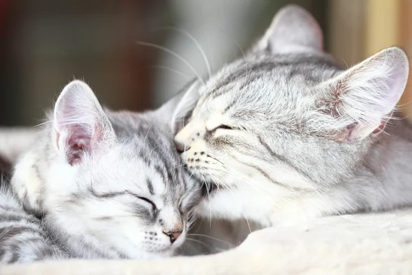 Prata gatos, mãe e filha — Fotografia de Stock