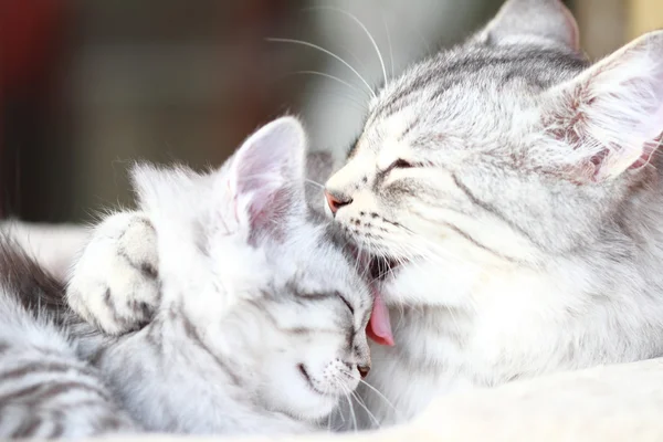 Silver cats, mom and daughter — Stock Photo, Image