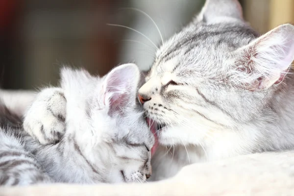 Argento gatti, mamma e figlia — Foto Stock
