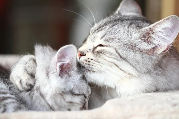 Srebrne koty, mama i córka — Zdjęcie stockowe