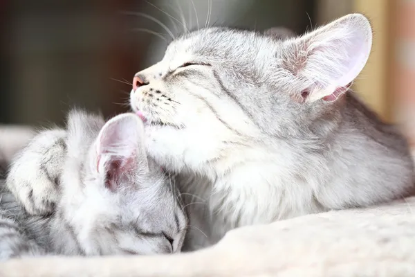 Zilveren katten, moeder en dochter — Stockfoto