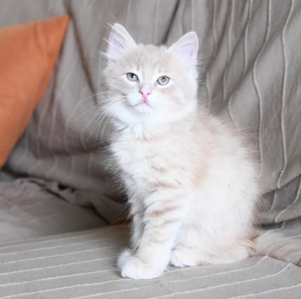 Sibirya cins krem kedi yavrusu — Stok fotoğraf
