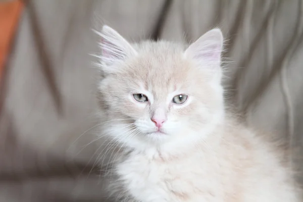 Cream kitten of siberian breed — Stock Photo, Image