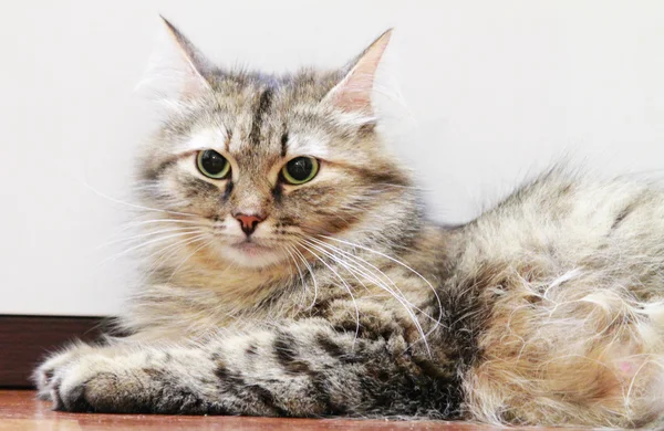 Tricolor female of siberiac cat — Stock Photo, Image