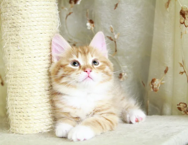 kırmızı köpek yavrusu Sibirya doğurmak tırmalamak posta üzerinde