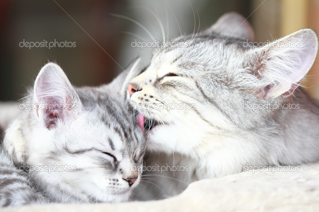 Silver cats, mom and daughter