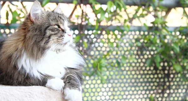Mannelijke kat op de tafel, Siberische ras — Stockfoto