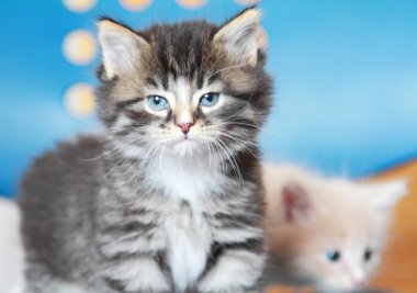 Kedi kahverengi köpek yavrusu