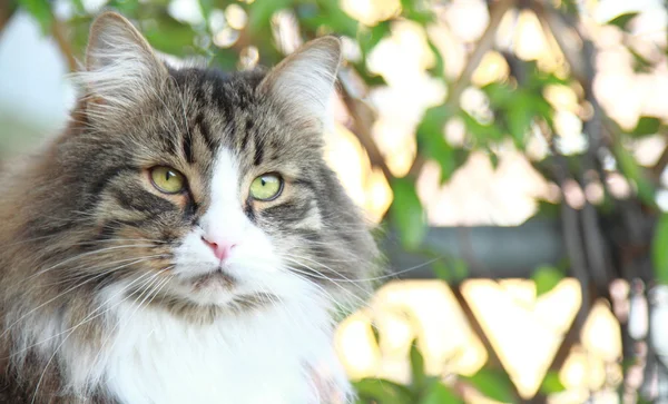 Hane katt på bordet, sibiriska rasen — Stockfoto