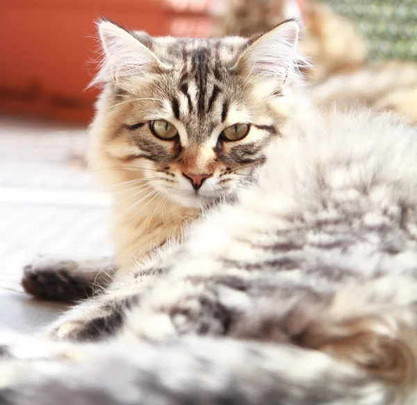 シベリア原産、男性の茶色の子猫 — ストック写真