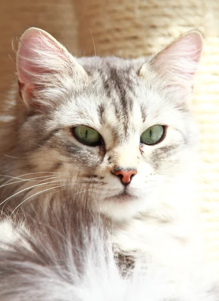 Silver cat of siberian breed, adult female — Stock Photo, Image