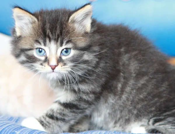 Brown puppy of cat — Stock Photo, Image