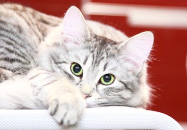 Sibirya doğurmak, kadın yetişkin gümüş kedi