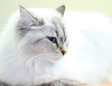Beyaz kedi, kadın