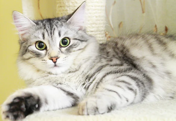 Серебристая кошка сибирской породы, взрослая женщина — стоковое фото