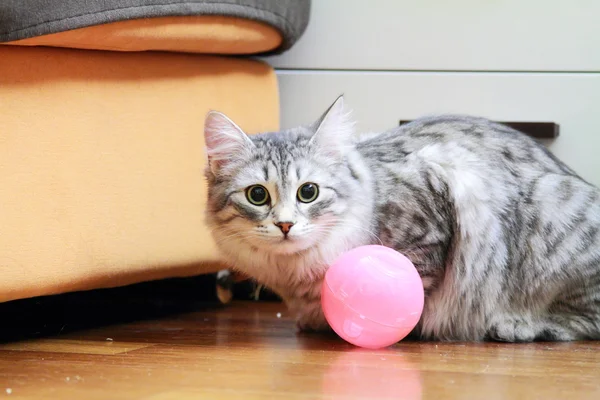 Sibirya doğurmak, yetişkin erkek gümüş kedi