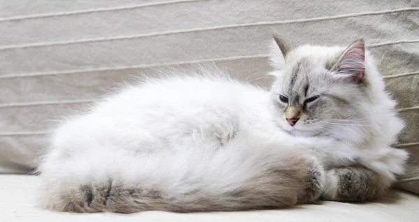 White cat,female — Stock Photo, Image