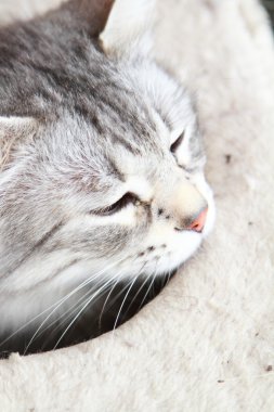Sibirya doğurmak, kadın yetişkin gümüş kedi