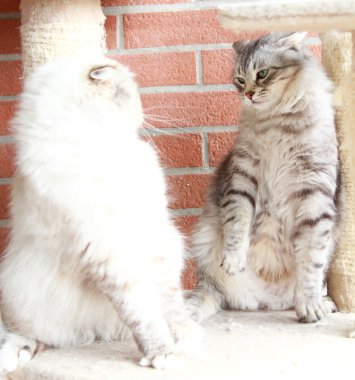 Beyaz neva maskeli balo ve gümüş kediler Sibirya doğurmak