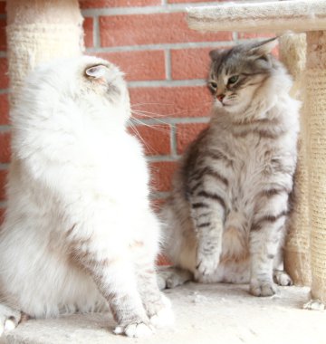 Beyaz neva maskeli balo ve gümüş kediler Sibirya doğurmak
