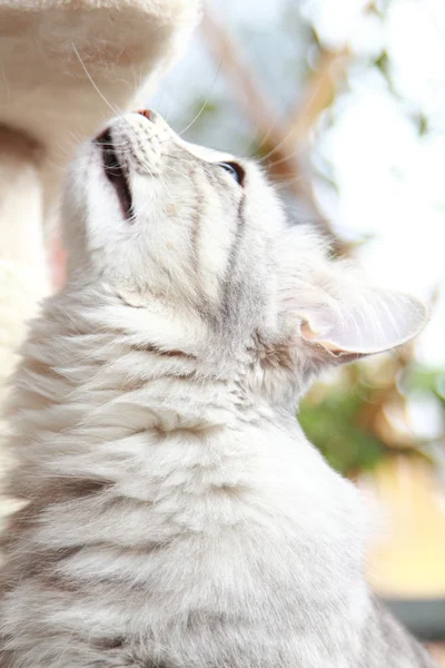 Kucing perak dari ras siberia, wanita dewasa — Stok Foto