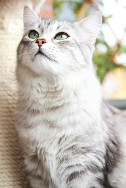 Silver cat of siberian breed, female adult — Stock Photo, Image