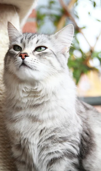 Sibirya doğurmak, kadın yetişkin gümüş kedi — Stok fotoğraf