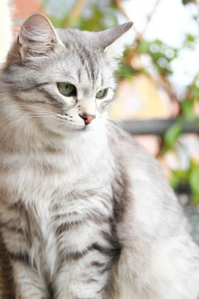 Silberne Katze sibirischer Rasse, weiblich erwachsen — Stockfoto