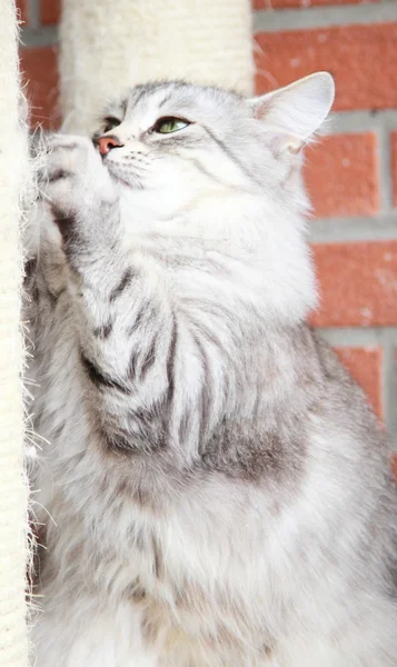 Gato de plata de raza siberiana, hembra adulta — Foto de Stock