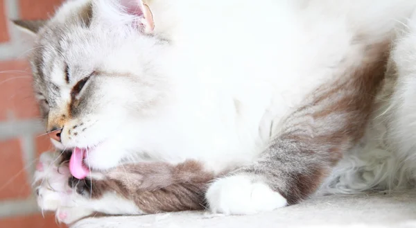 Gato branco, fêmea — Fotografia de Stock