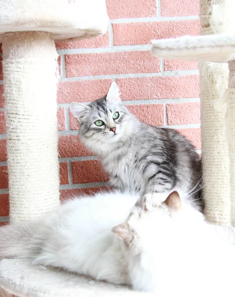 Blanco neva mascarada y plata gatos de siberiano crianza — Foto de Stock