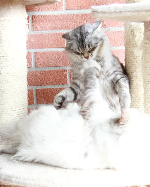 White neva masquerade and silver cats of siberian breed — Stock Photo, Image