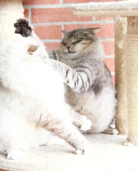 Mascarade neva blanche et chats argentés de race sibérienne — Photo