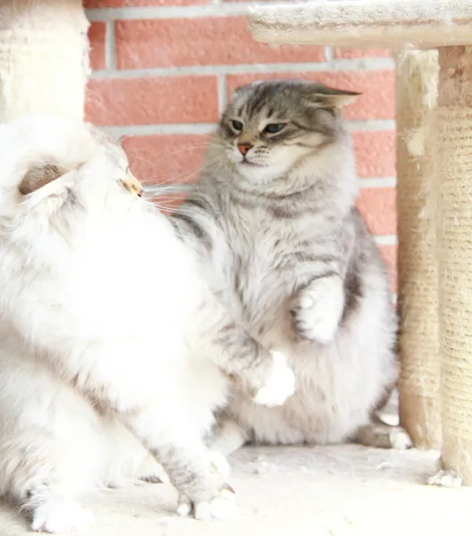 Neva branca mascarada e gatos de prata da raça siberiana — Fotografia de Stock