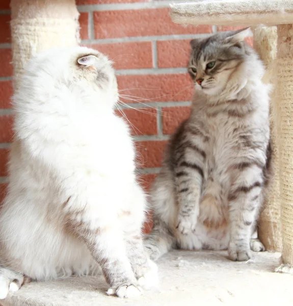 Blanco neva mascarada y plata gatos de siberiano crianza —  Fotos de Stock