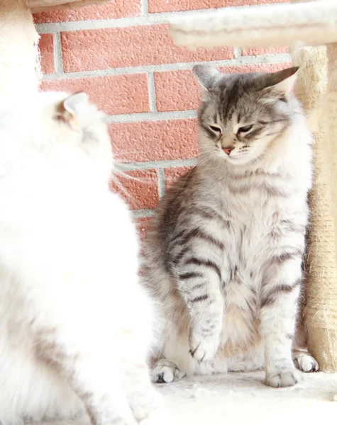 Witte neva masquerade en zilver katten van Siberische ras — Stockfoto