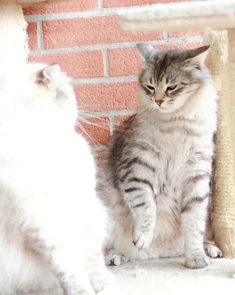 Mascarade neva blanche et chats argentés de race sibérienne — Photo