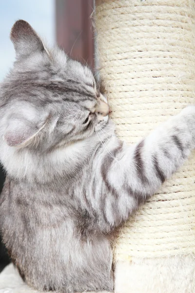 Silberne Katze sibirischer Rasse, erwachsene Hündin — Stockfoto
