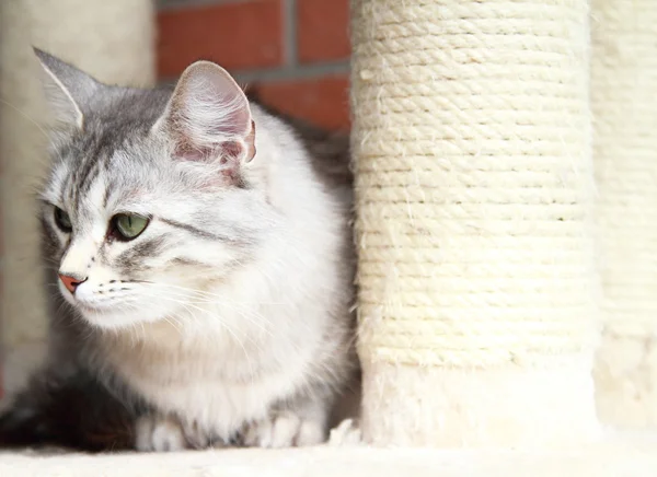 Silver katt för sibiriska ras, vuxen hona — Stockfoto