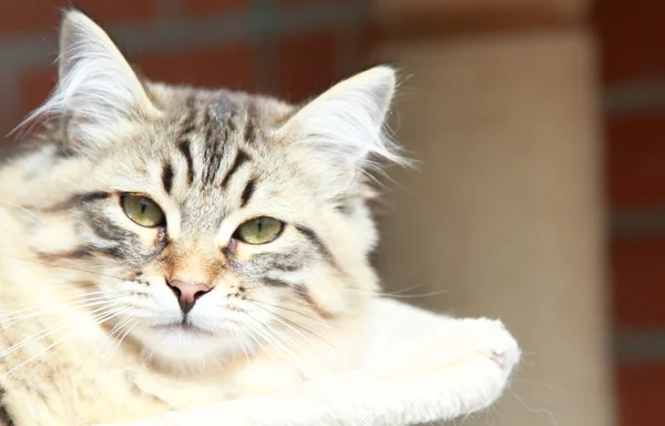 Brown kitten of siberian breed, male — Stock Photo, Image