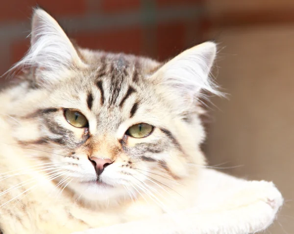 Gattino bruno di razza siberiana, maschio — Foto Stock