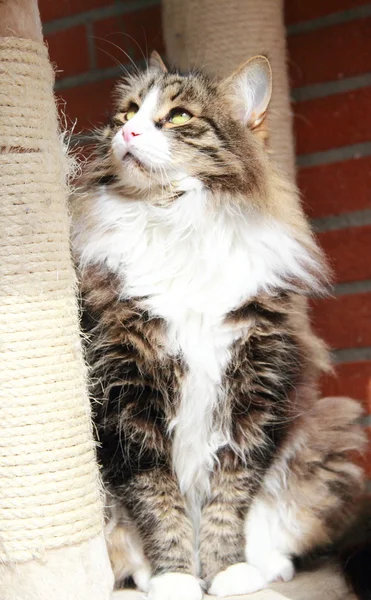 Männchen der sibirischen Katze, braun-weiße Underground-Version — Stockfoto