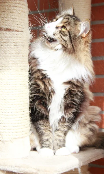 Masculino de gato siberiano, marrom versão subterrânea branca — Fotografia de Stock