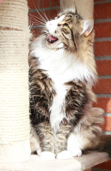 Hombre de gato siberiano, marrón versión underground blanca — Foto de Stock