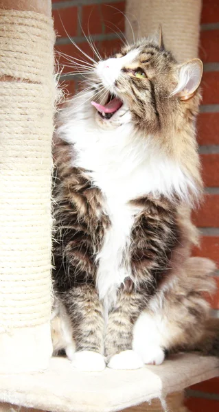 Masculino de gato siberiano, marrom versão subterrânea branca — Fotografia de Stock