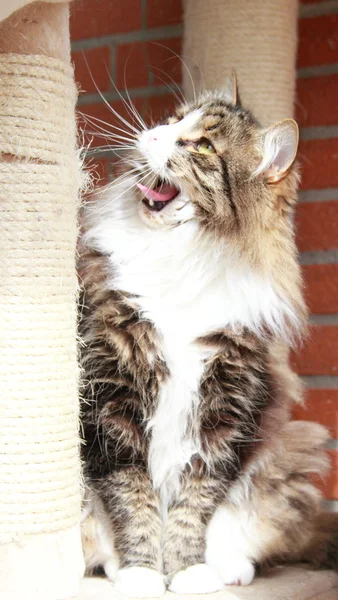 Hombre de gato siberiano, marrón versión underground blanca — Foto de Stock