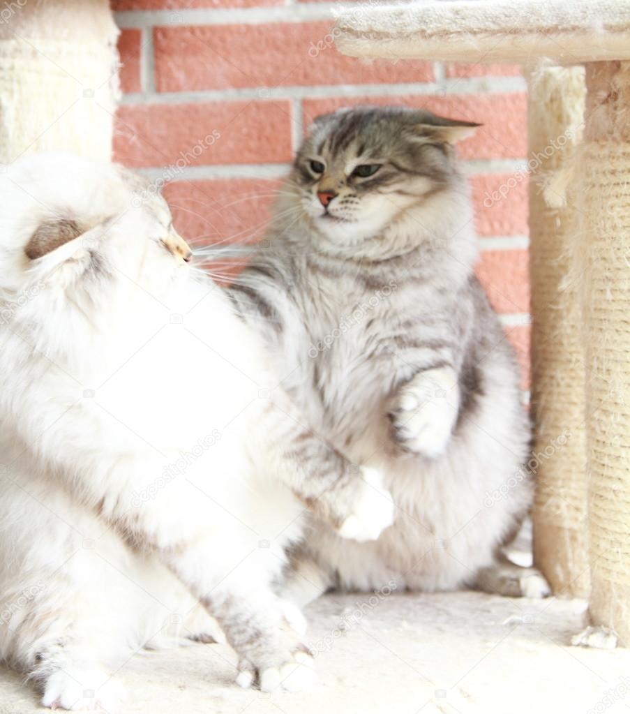 Neva Masquerade E Argento I Gatti Bianchi Di Razza Siberiana Foto