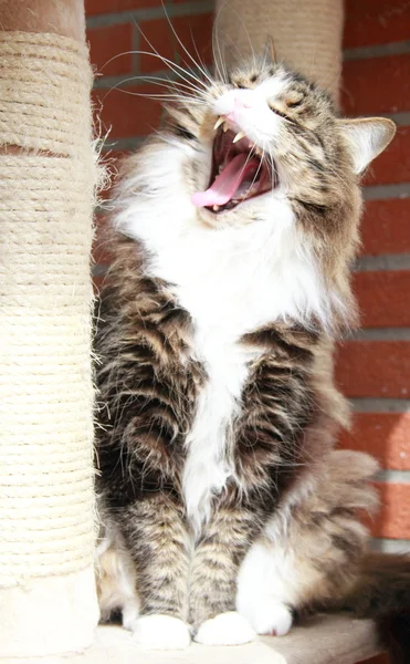 시베리아 고양이, 갈색 백색 지 버전의 남성 — 스톡 사진